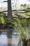 Cypressknee sedge